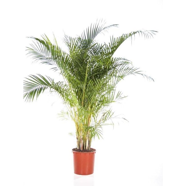 Goudpalm Areca XL