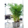 Goudpalm Areca XL