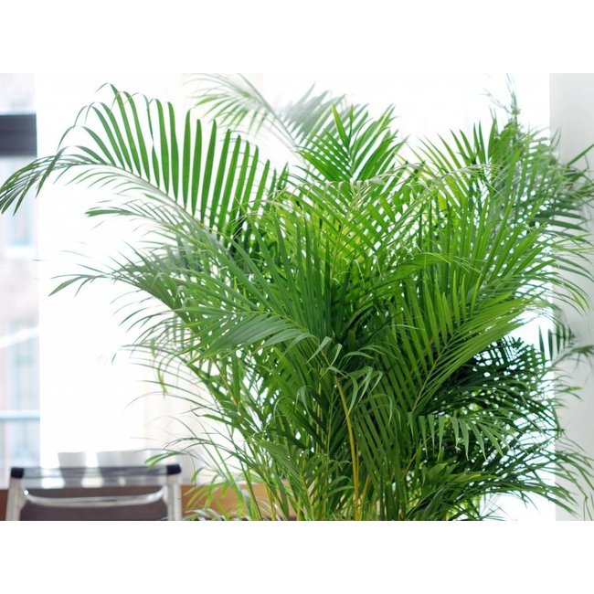 Goudpalm Areca XL