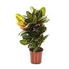 Croton wonderstruik autumn small