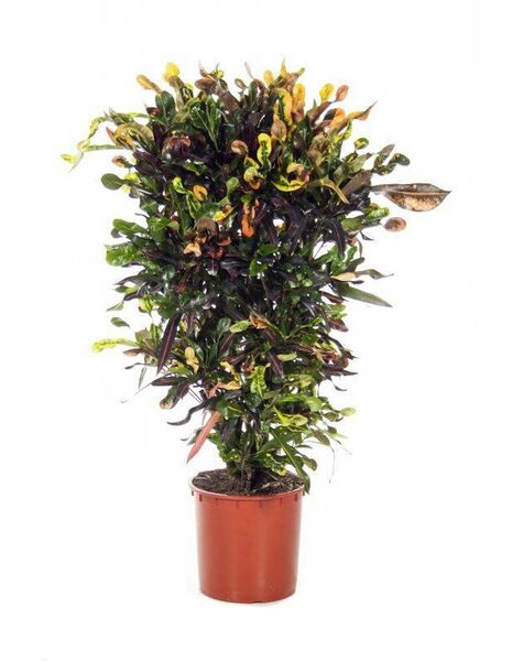 Croton Wonderstruik 'Curley Boy' large