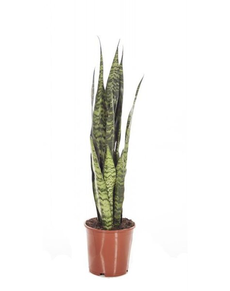 Sansevieria Black Coral medium