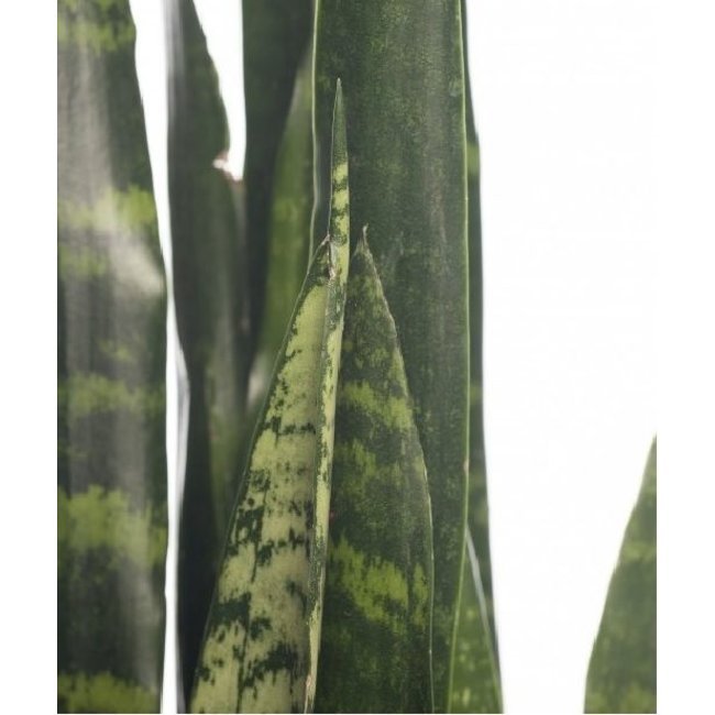 Sansevieria Black Coral medium