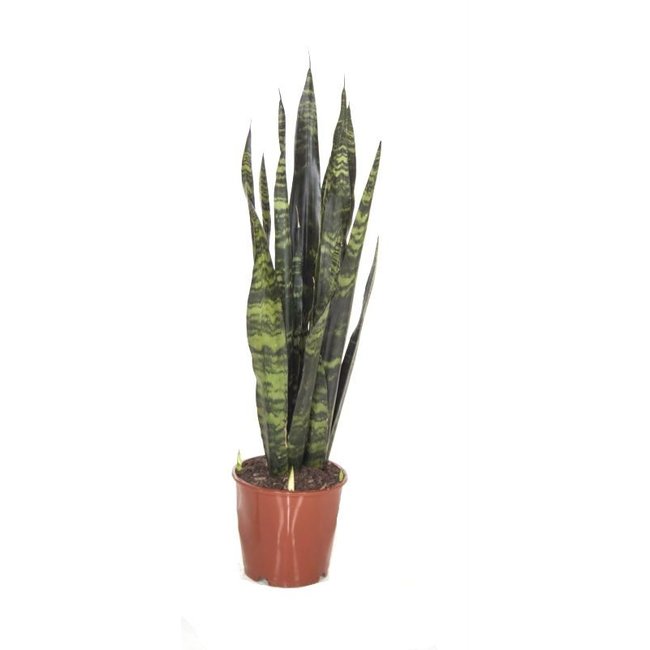 Sansevieria Black Coral Large