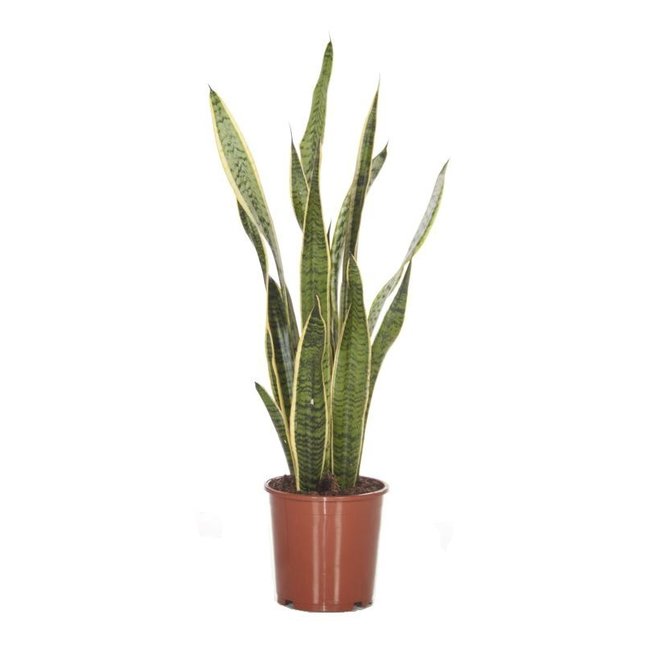 Sansevieria Vrouwentong medium