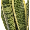 Sansevieria Vrouwentong medium