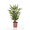 Dracaena vertakt medium