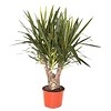 Palmlelie Yucca Large