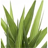 Palmlelie Yucca XL