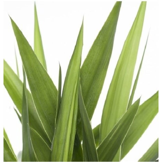 Palmlelie Yucca XL