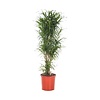 Dracaena Small Leaves XL