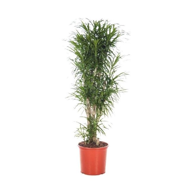 Dracaena Small Leaves XL