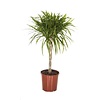 Dracaena Small Leaves gevlochten stam