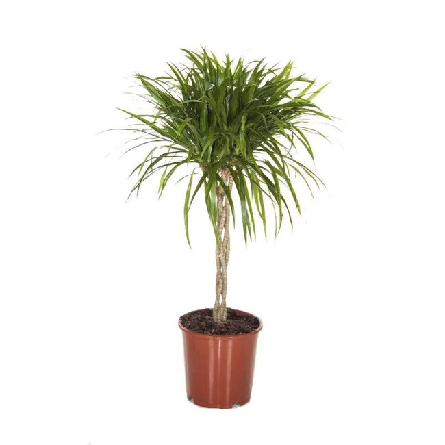 Dracaena Small Leaves gevlochten stam