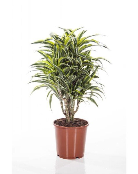 Dracaena Surprise Medium