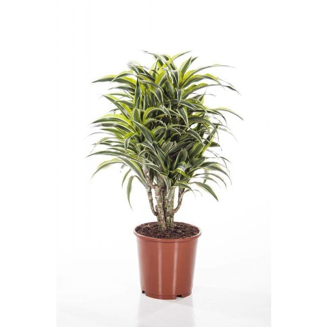 Dracaena Surprise Medium