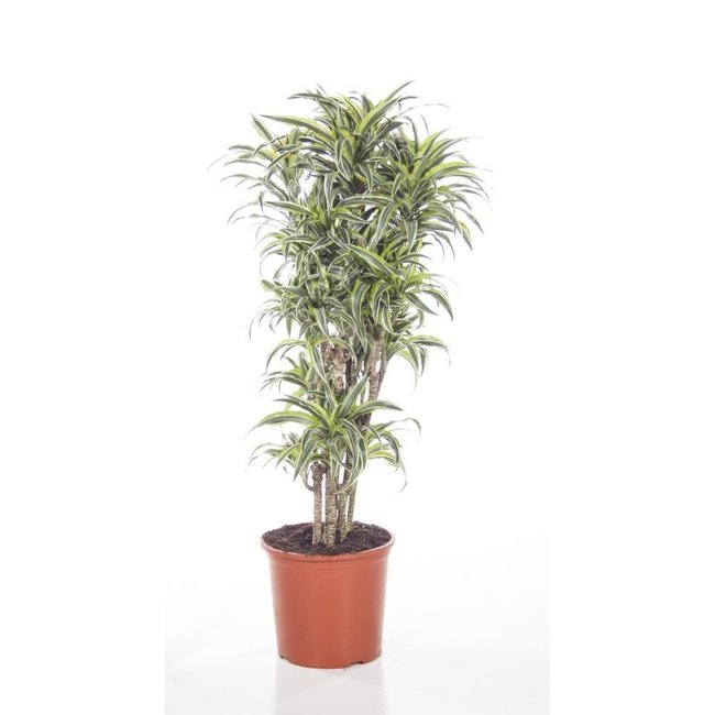 Dracaena Surprise XL