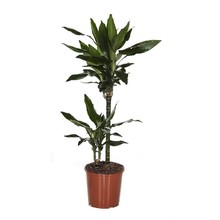 Dracaena 'Two Tribes' medium