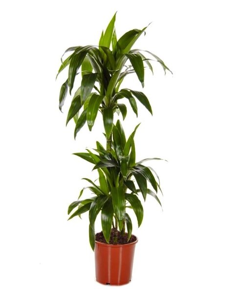 Dracaena 'Two Tribes' large