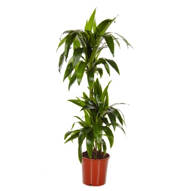 Dracaena 'Two Tribes' large