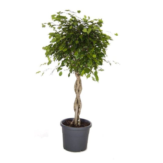 Ficus Benjamina gevlochten large