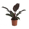 Philodendron Red small