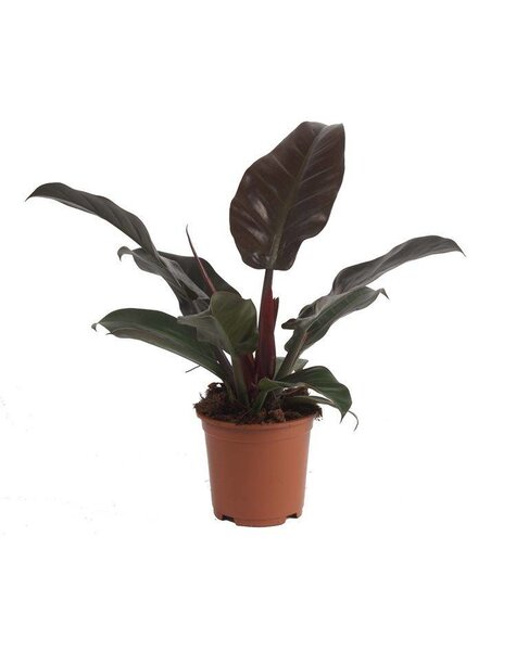 Philodendron Red small