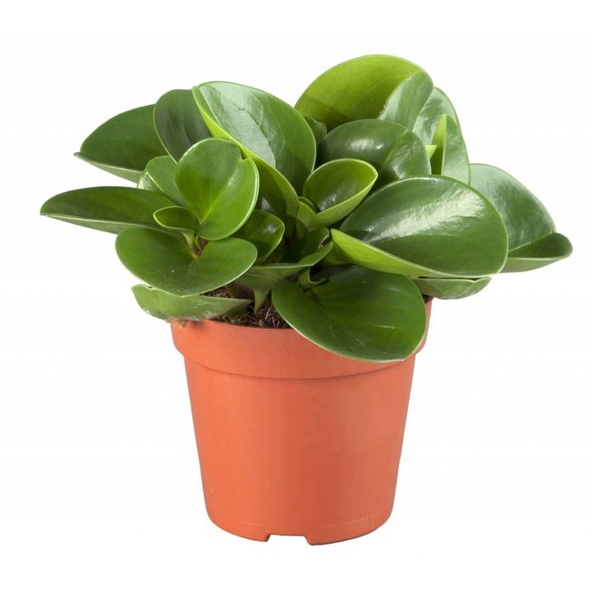 Peperomia dwergpeper