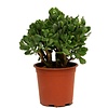 Vetplant ´Coral Shape´