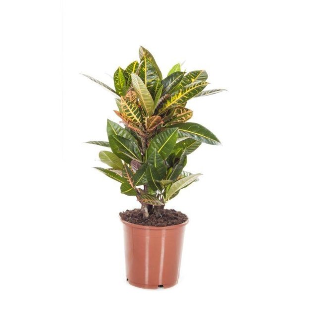 Croton Wonderstruik 'Nerves' medium