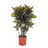 Croton Wonderstruik 'Nerves' XXL