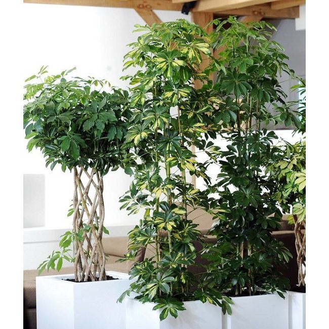 Schefflera gevlochten koker bont XL