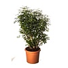 Schefflera Bush Medium