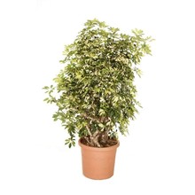 Schefflera Bush Bont Large