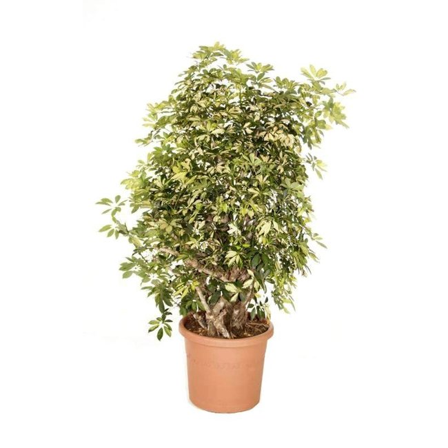 Schefflera Bush Bont Large