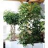 Schefflera Bush Bont Large