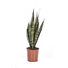 Sansevieria Zeylanica small