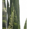 Sansevieria Zeylanica small