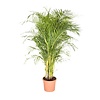 Goudpalm Areca XXXL