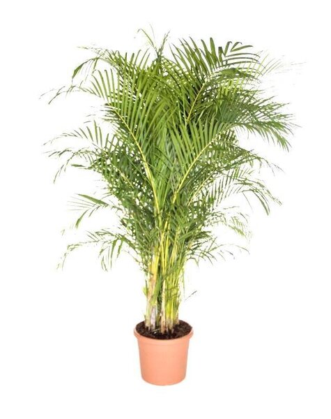 Goudpalm Areca XXXL