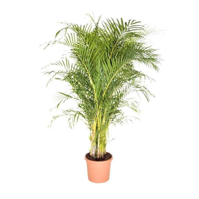 Goudpalm Areca XXXL