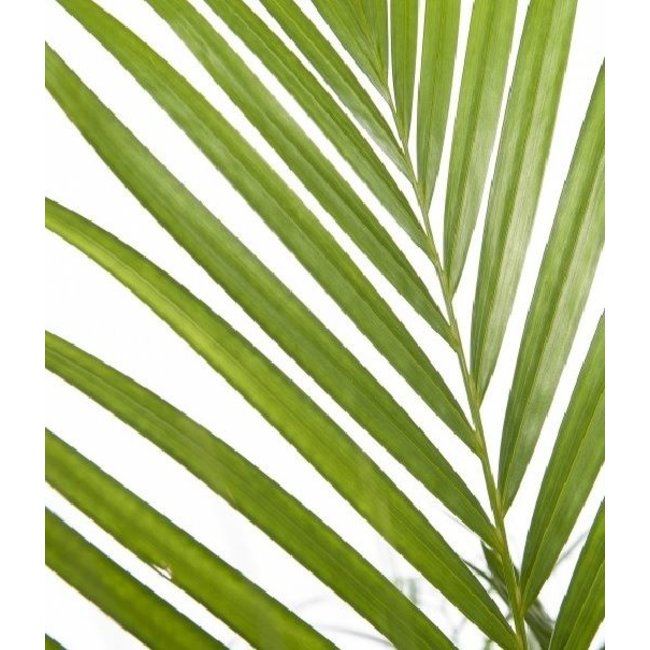 Goudpalm Areca XXXL