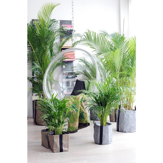 Goudpalm Areca XXXL