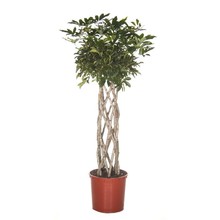 Schefflera gevlochten koker XL