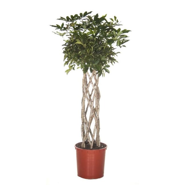 Schefflera gevlochten koker XL