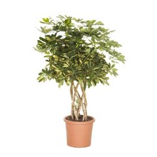 Schefflera gevlochten koker bont medium