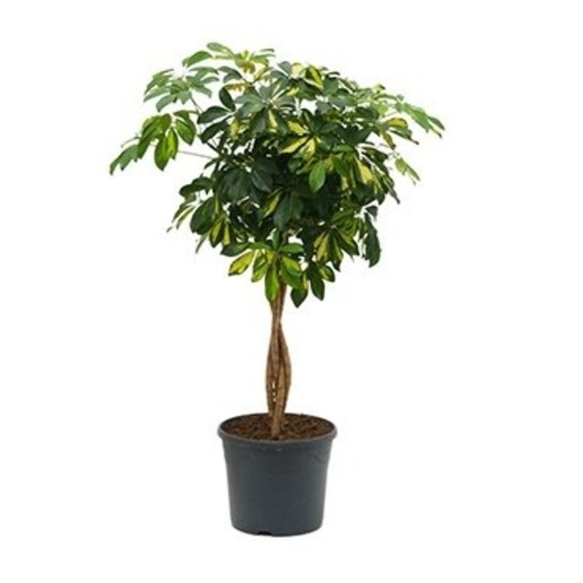 Schefflera bont gevlochten stam Large