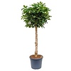 Schefflera op stam large