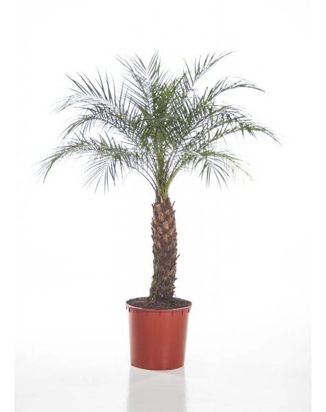 Phoenix Dadelpalm large