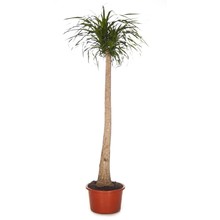 Beaucarnea Flesseboom XXL